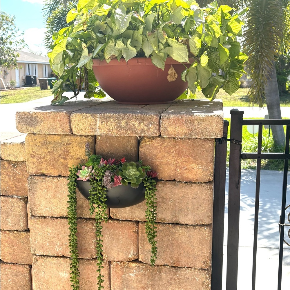 Succulent plants in black ceramic holder for wall 12inc